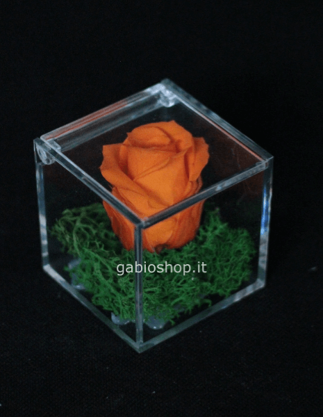 Rosa Stabilizzata Blu 6x6cm