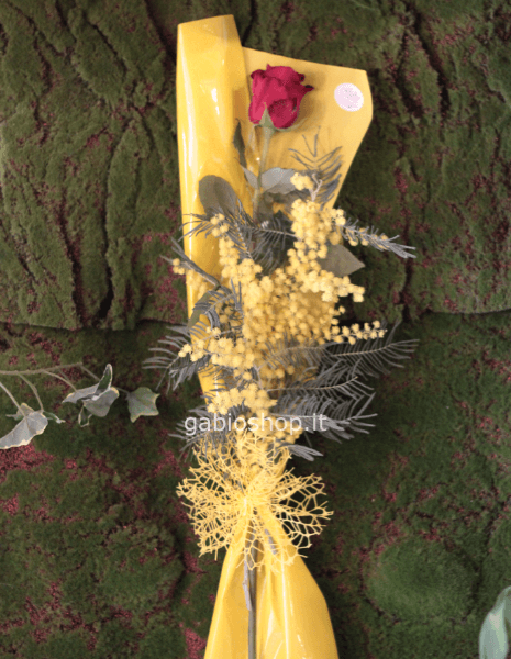 1 rosa rossa explorer con mimosa